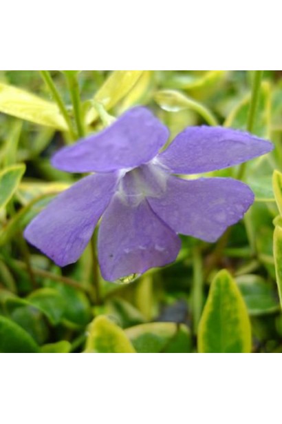 Vinca minor Aureovariegata
